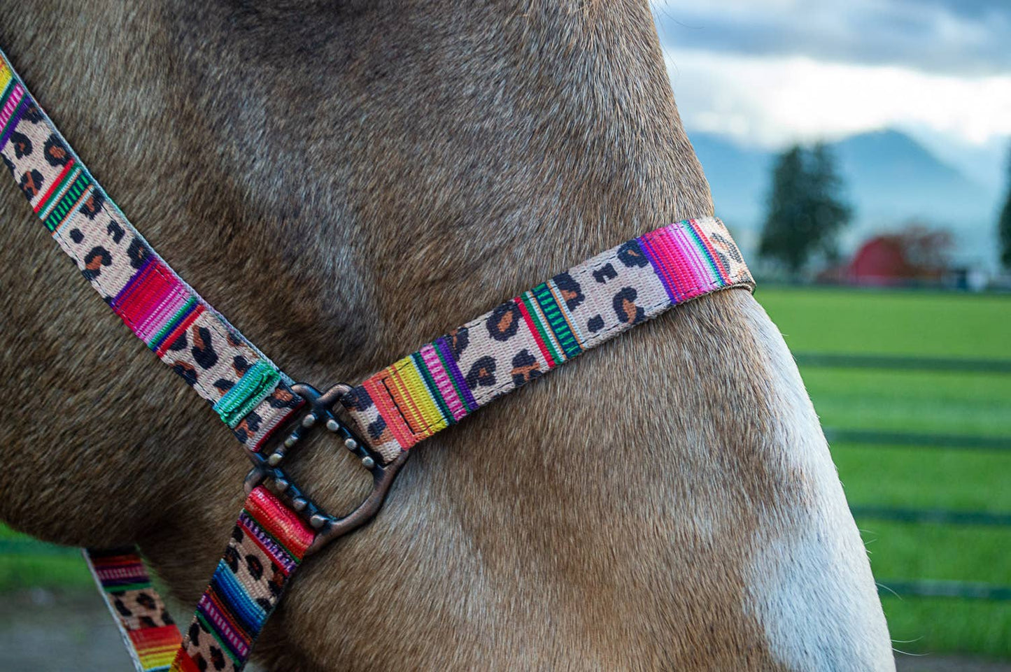 Nylon Halter - Horse Size
