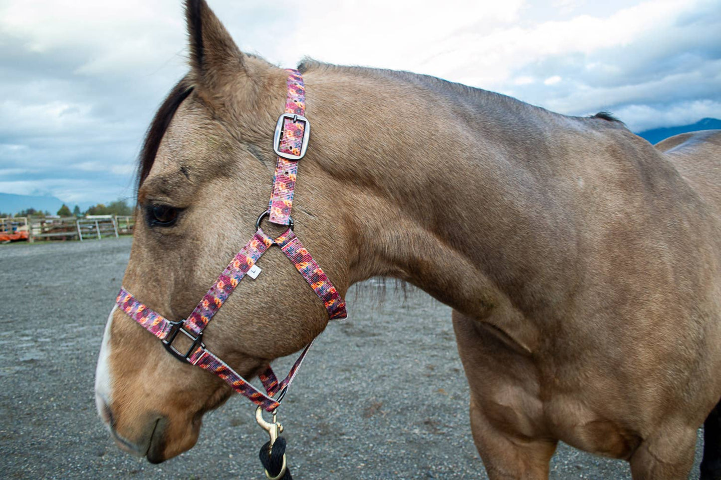 Nylon Halter - Horse Size