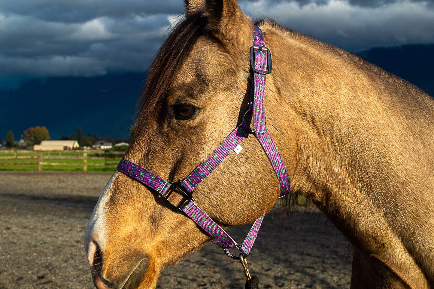 Nylon Halter - Horse Size
