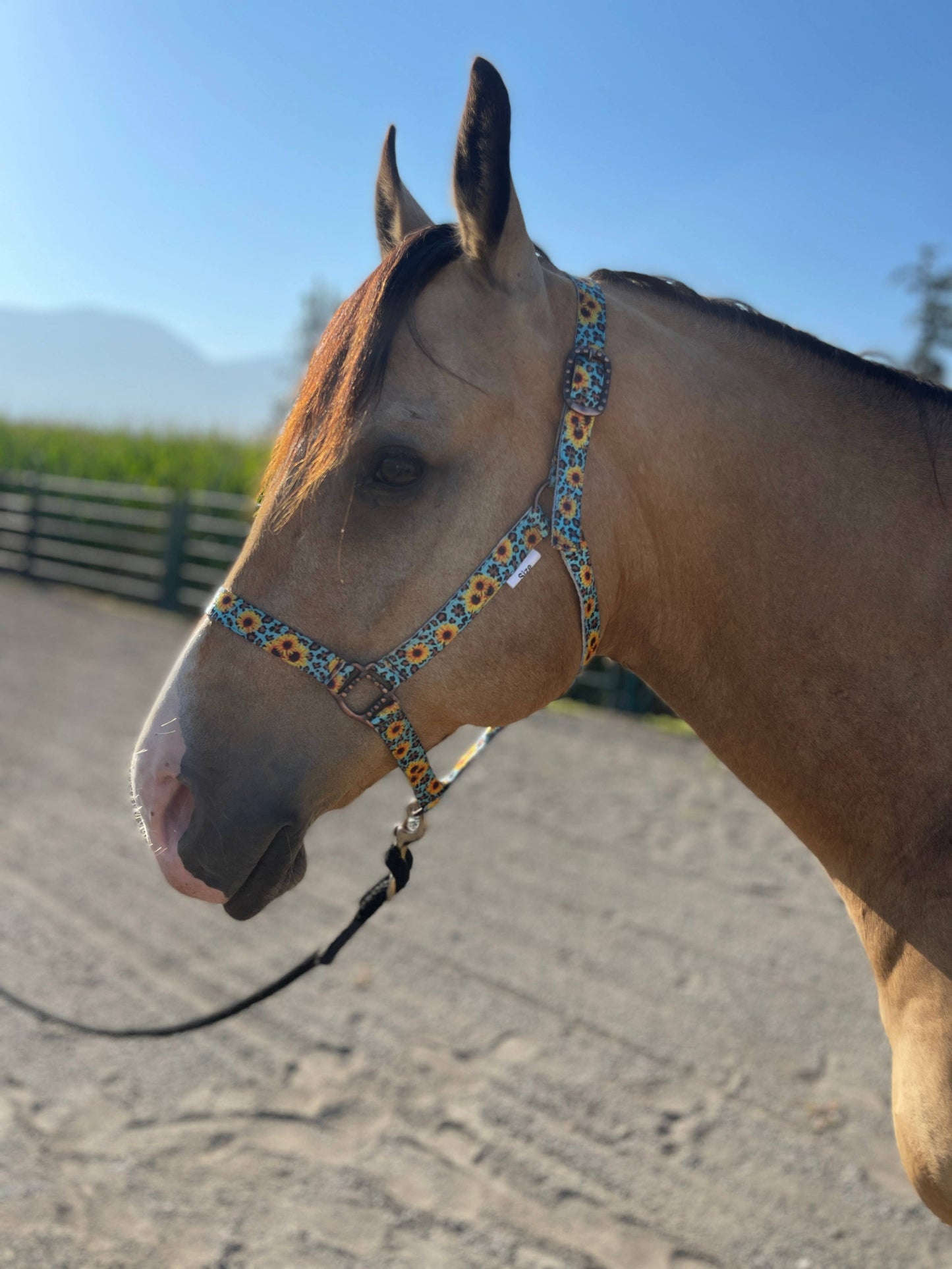 Nylon Halter - Horse Size