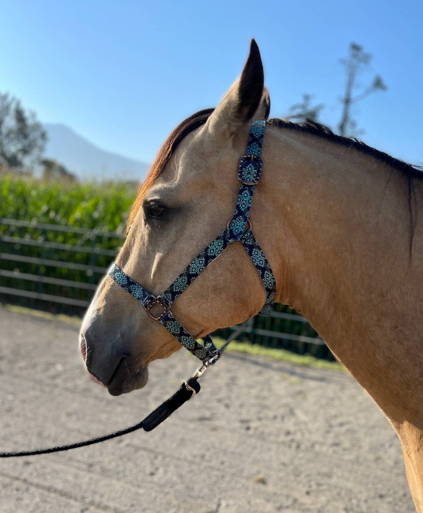 Nylon Halter - Horse Size