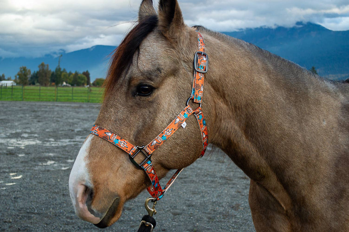 Nylon Halter - Horse Size