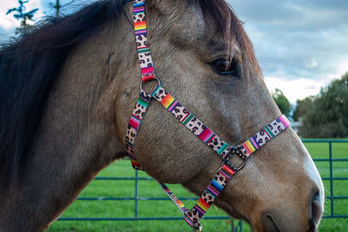Nylon Halter - Horse Size