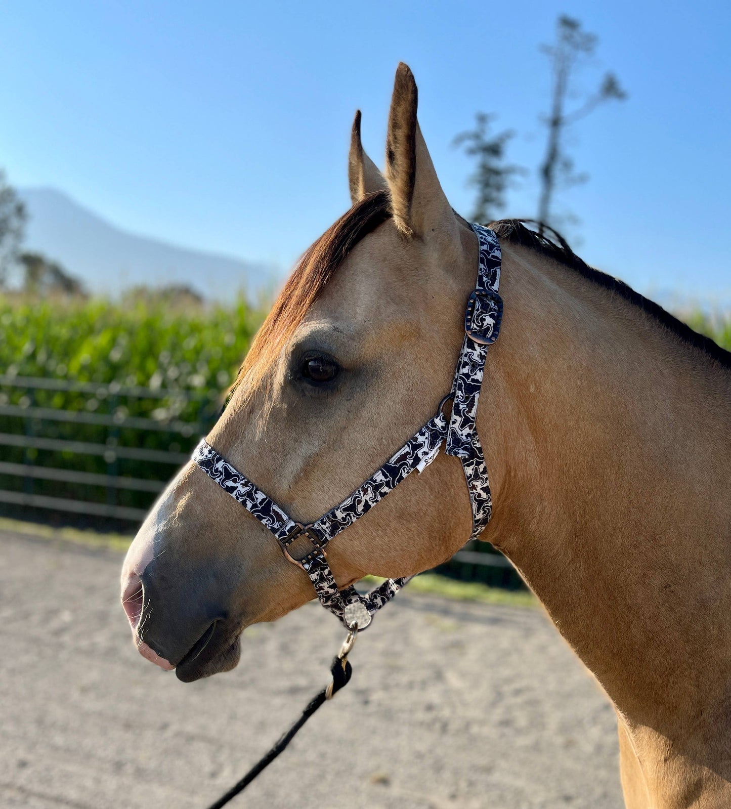 Nylon Halter - Horse Size