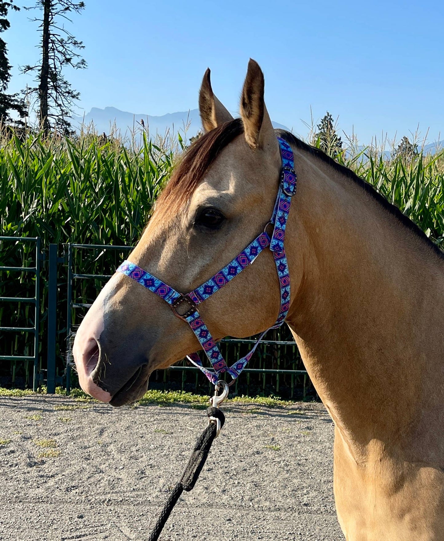 Nylon Halter - Horse Size