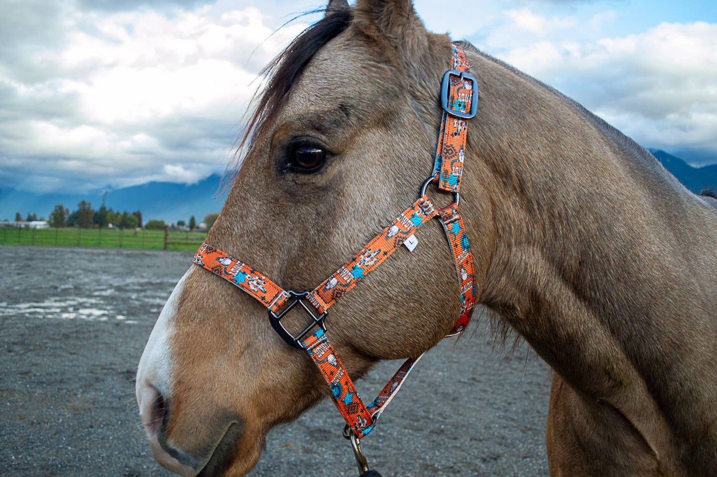 Nylon Halter - Horse Size