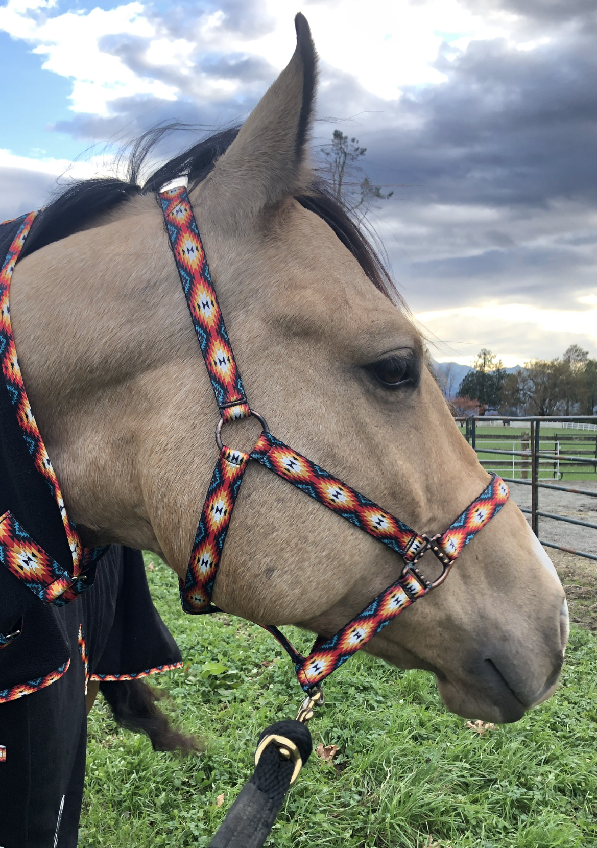Nylon Halter - Horse Size